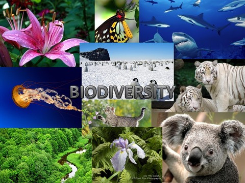 L’ambassade de France au Vietnam célèbre la biodiversité ảnh 1