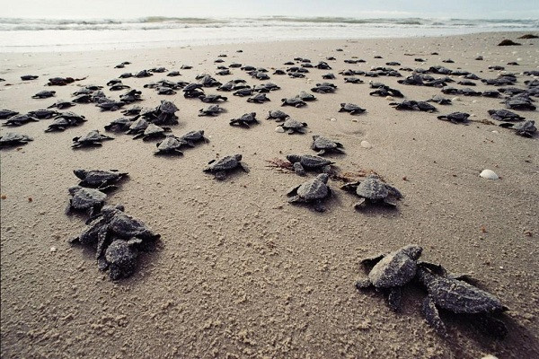 Con Dao – un endroit sûr pour les tortues marines ảnh 1 Con Dao – un endroit sûr pour les tortues marines ảnh 1