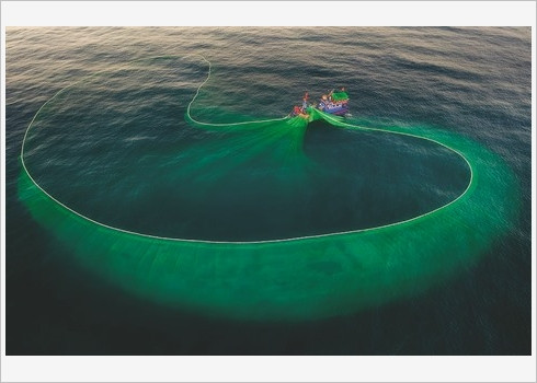 La beauté de la pêche aux anchois au Vietnam célébrée par le Daily Mail ảnh 5 La beauté de la pêche aux anchois au Vietnam célébrée par le Daily Mail ảnh 5