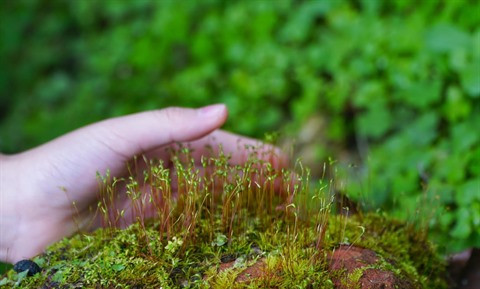Biodiversité : agir pour les générations futures ảnh 1 Biodiversité : agir pour les générations futures ảnh 1