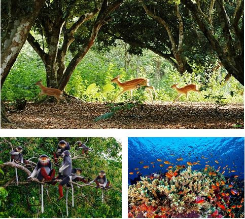 Biodiversité : agir pour les générations futures ảnh 1 Biodiversité : agir pour les générations futures ảnh 1