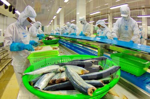 La Chine pourrait devenir le plus grand importateur de pangasius du Vietnam en 2017 ảnh 1 La Chine pourrait devenir le plus grand importateur de pangasius du Vietnam en 2017 ảnh 1