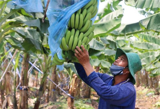Le Vietnam et la Chine renforcent les échanges commerciaux de produits agricoles ảnh 1 Le Vietnam et la Chine renforcent les échanges commerciaux de produits agricoles ảnh 1