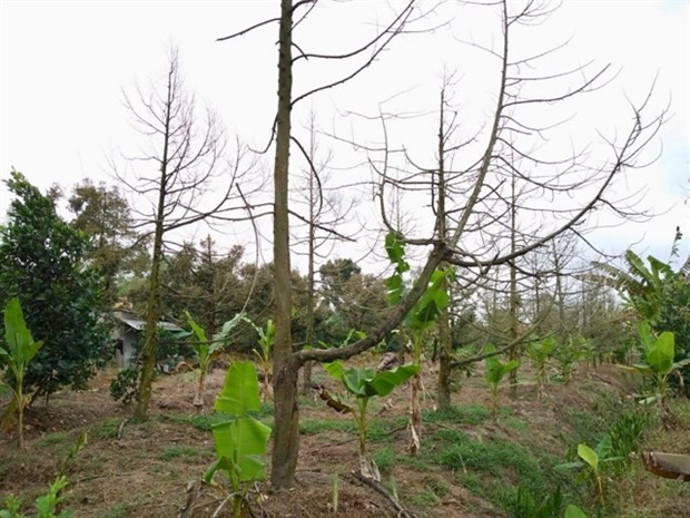 Tien Giang fait revivre les vergers de durian touchés par l'intrusion d'eau salée ảnh 1 Tien Giang fait revivre les vergers de durian touchés par l'intrusion d'eau salée ảnh 1