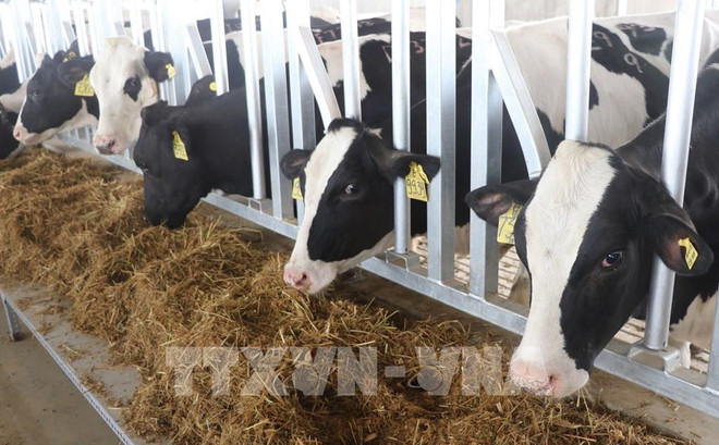 La ferme laitière Phu Yen du groupe TH reçoit des vaches importées des États-Unis ảnh 1 La ferme laitière Phu Yen du groupe TH reçoit des vaches importées des États-Unis ảnh 1