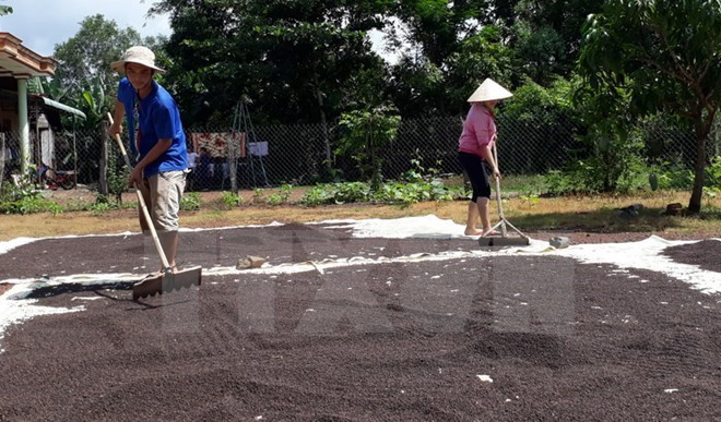 Dong Nai : les exportations du poivre maintiennent une bonne croissance ảnh 1 Dong Nai : les exportations du poivre maintiennent une bonne croissance ảnh 1