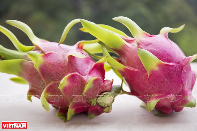 Le pain au fruit du dragon, la petite douceur née de la crise de COVID-19 ảnh 1 Le pain au fruit du dragon, la petite douceur née de la crise de COVID-19 ảnh 1