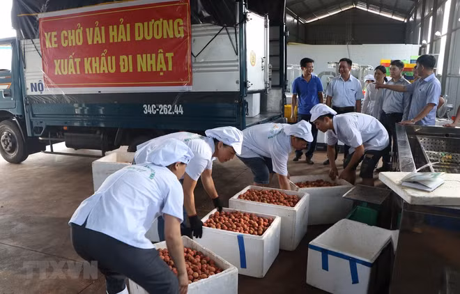 Hai Duong exporte le premier lot de litchi "Thieu" vers le Japon ảnh 1 Hai Duong exporte le premier lot de litchi "Thieu" vers le Japon ảnh 1