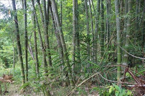 Thanh Hoa : plus de 17.000 ha de forêts aux normes FSC ảnh 1