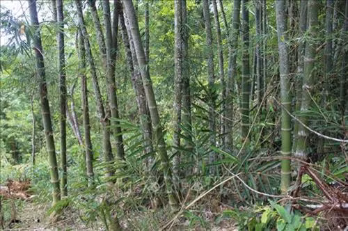 Thanh Hoa : plus de 17.000 ha de forêts aux normes FSC ảnh 1