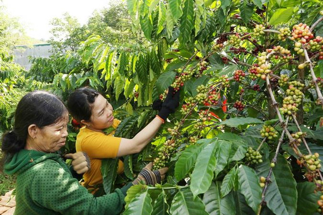 Nestlé Vietnam présente au monde le café vietnamien de première qualité ảnh 1 Nestlé Vietnam présente au monde le café vietnamien de première qualité ảnh 1