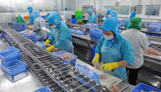 Les exportations de pangasius augmentent fortement ảnh 1