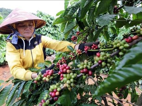 Améliorer 107.000 hectares de café entre 2021 et 2025 ảnh 2