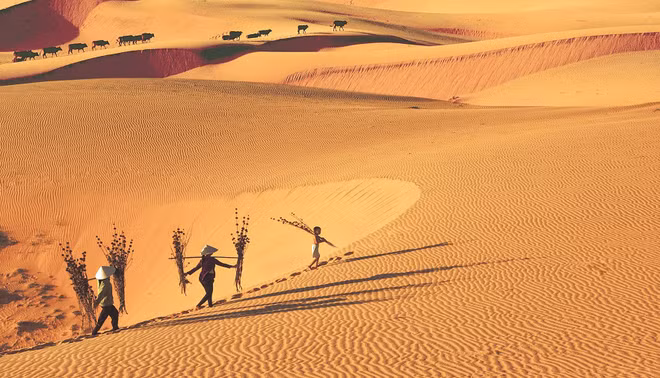 Le charme des dunes dans la province de Binh Thuan ảnh 2