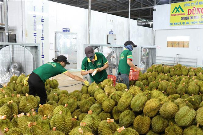 Un premier lot de durians exporté officiellement vers la Chine ảnh 1