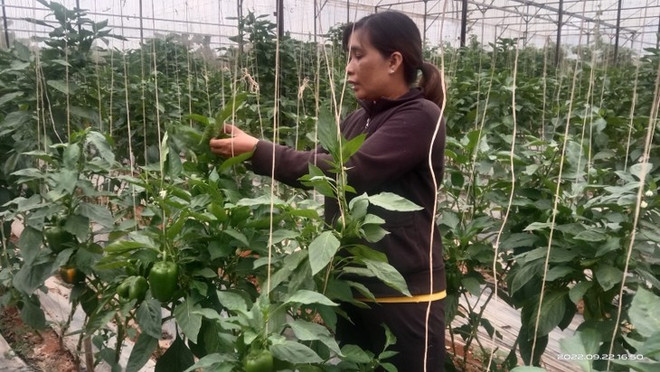 Les femmes ethniques créent une percée dans le développement de l’agriculture high-tech à Lâm Dông ảnh 1 Les femmes ethniques créent une percée dans le développement de l’agriculture high-tech à Lâm Dông ảnh 1