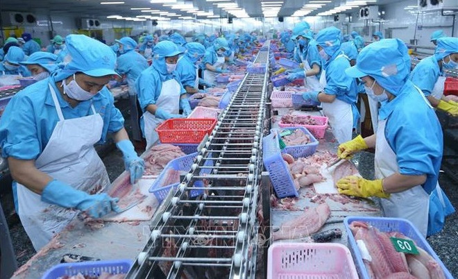 Pangasius: les exportations vers l’ASEAN en forte hausse ảnh 1 Pangasius: les exportations vers l’ASEAN en forte hausse ảnh 1