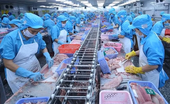 Pangasius: les exportations vers l’ASEAN en forte hausse ảnh 1