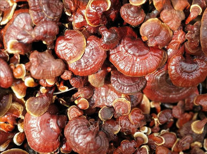 Conserver les espèces vulnérables au changement climatique ảnh 2