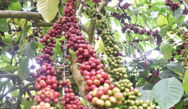Améliorer 107.000 hectares de café entre 2021 et 2025 ảnh 1
