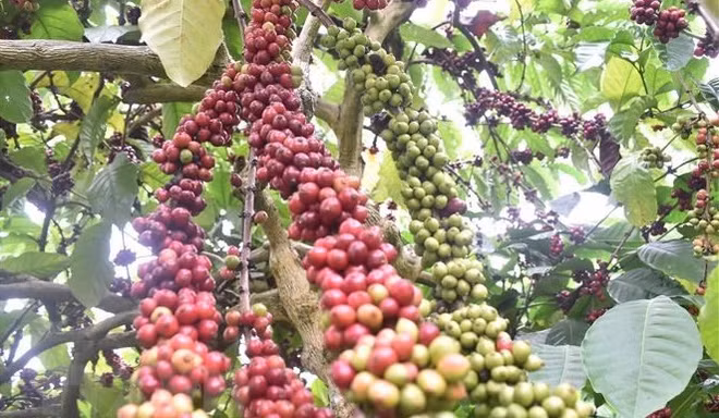 Améliorer 107.000 hectares de café entre 2021 et 2025 ảnh 1