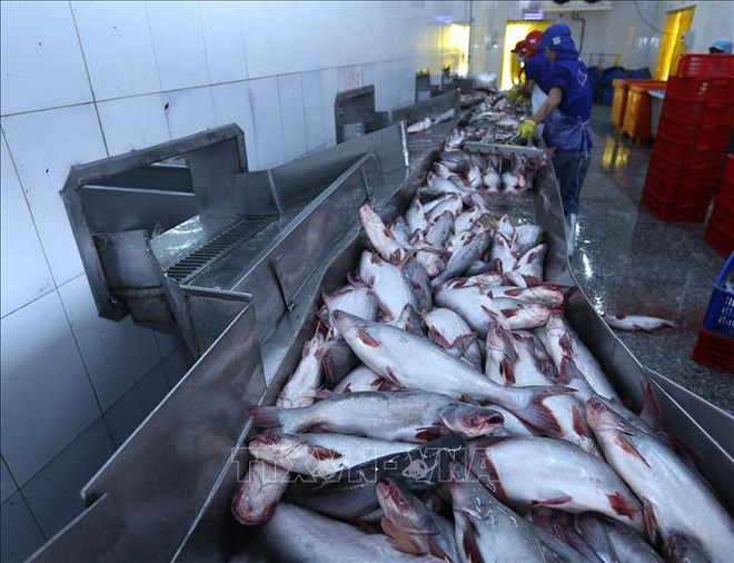 Pangasius: les exportations vers l’ASEAN en forte hausse ảnh 2 Pangasius: les exportations vers l’ASEAN en forte hausse ảnh 2