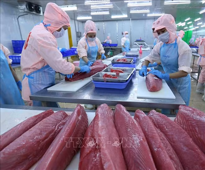 Les exportations de thons en janvier en hausse de 108% ảnh 1