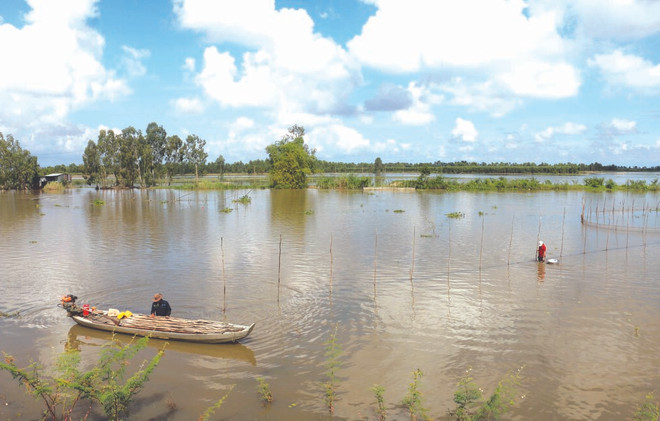 Delta du Mékong : les crues bienfaitrices de plus en plus rares ảnh 1 Delta du Mékong : les crues bienfaitrices de plus en plus rares ảnh 1