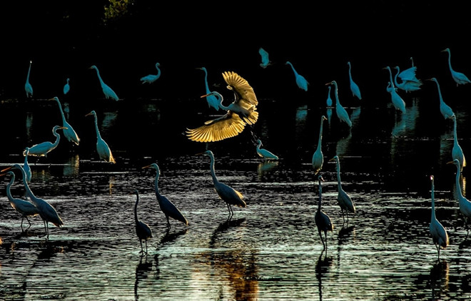 "Le matin des cigognes" remporte le premier prix pour la conservation des zones humides ảnh 1 "Le matin des cigognes" remporte le premier prix pour la conservation des zones humides ảnh 1