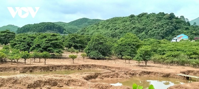 Dông Rui: les populations s’unissent pour protéger la mangrove ảnh 1 Dông Rui: les populations s’unissent pour protéger la mangrove ảnh 1