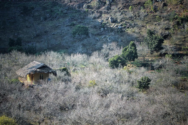 Beauté féerique du plateau de Moc Chau au printemps ảnh 1 Beauté féerique du plateau de Moc Chau au printemps ảnh 1