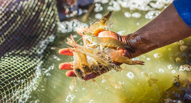 La crevette vietnamienne classée comme nourriture de luxe dans la région du Golfe ảnh 1
