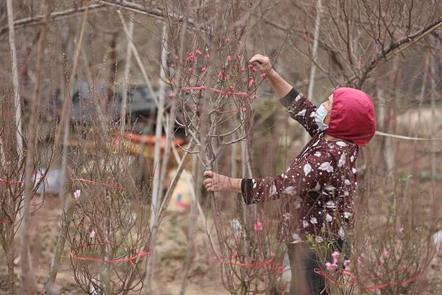 La température augmente au Nord ảnh 1 La température augmente au Nord ảnh 1