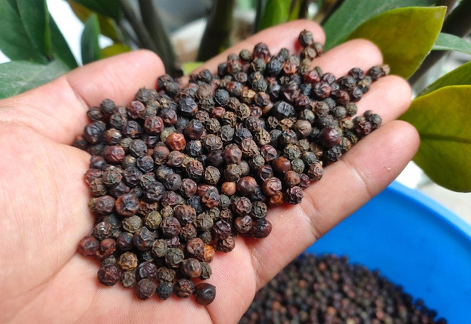 8 mois: Les exportations de poivre poursuivent leur dynamique de croissance ảnh 1