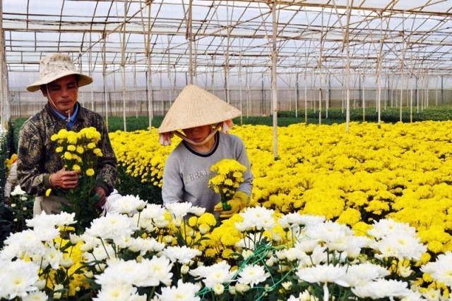 Un nouveau village traditionnel de la floriculture à Dà Lat ảnh 1 Un nouveau village traditionnel de la floriculture à Dà Lat ảnh 1