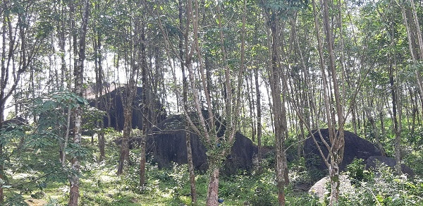 Aide allemande pour la conservation de la biodiversité forestière à Thua Thien-Huê ảnh 1 Aide allemande pour la conservation de la biodiversité forestière à Thua Thien-Huê ảnh 1