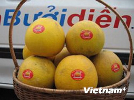 Le pamplemousse de Diên, une spécialité fruitière de Hanoï ảnh 1