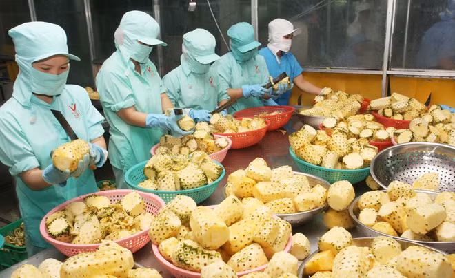 Fruits et légumes : améliorer la qualité pour augmenter la valeur ảnh 1 Fruits et légumes : améliorer la qualité pour augmenter la valeur ảnh 1