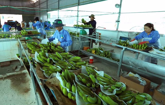 Vietnam et Pays-Bas coopéreront dans l'application et le développement des technologies post-récolte ảnh 1