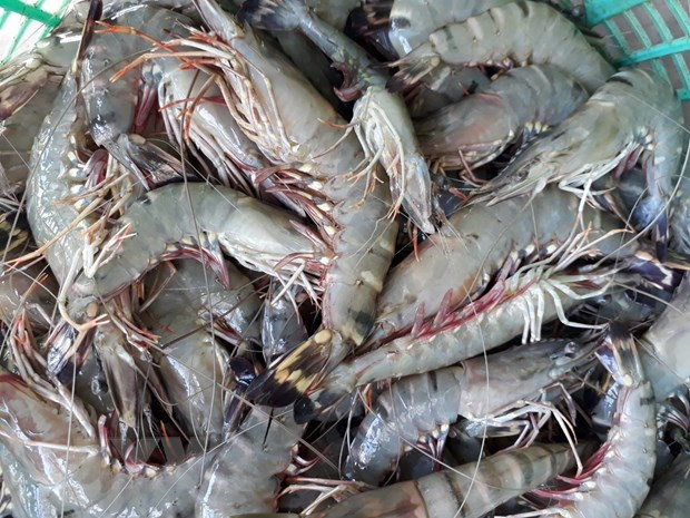 Rebond des exportations nationales de crevettes vers le Japon ảnh 1 Rebond des exportations nationales de crevettes vers le Japon ảnh 1