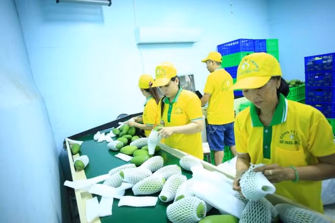 Vina T&T exporte 71 tonnes de mangues aux États-Unis ảnh 1