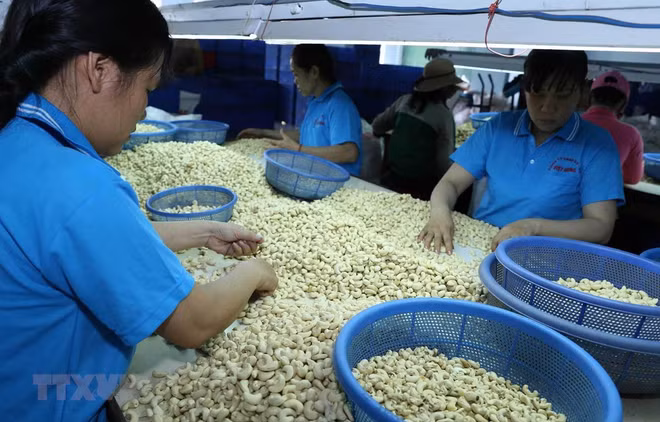 Aides néerlandaises pour développer la marque de noix de cajou de Binh Phuoc ảnh 1