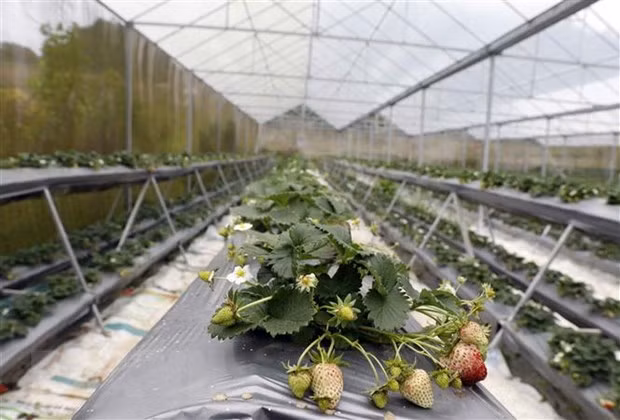 Le secteur agricole accélère la production pour dépasser le plan fixé ảnh 3 Le secteur agricole accélère la production pour dépasser le plan fixé ảnh 3