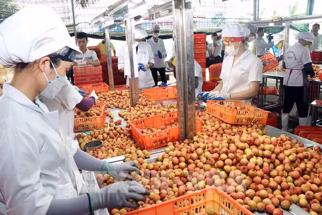 Réponde aux nouvelles exigences du marché chinois pour exporter plus ảnh 1