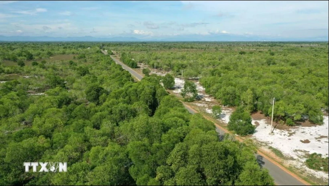 Huit localités côtières continuent à bénéficier d’un soutien pour moderniser le secteur forestier ảnh 1 Huit localités côtières continuent à bénéficier d’un soutien pour moderniser le secteur forestier ảnh 1