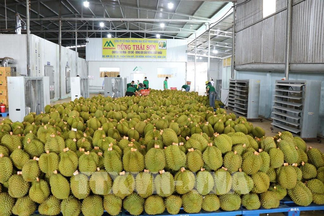 La Thaïlande se prépare à publier des normes de produits pour les exportations de durian ảnh 1 La Thaïlande se prépare à publier des normes de produits pour les exportations de durian ảnh 1