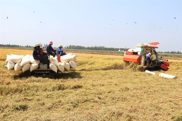 Le Vietnam gagne 1,43 milliard de dollars grâce aux exportations de riz au premier trimestre ảnh 1 Le Vietnam gagne 1,43 milliard de dollars grâce aux exportations de riz au premier trimestre ảnh 1