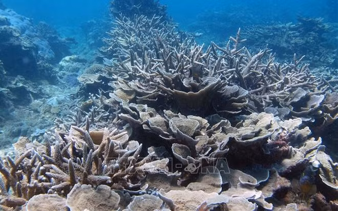 Promotion de la préservation de la biodiversité et des écosystèmes marins ảnh 1