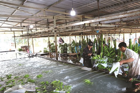 De la nécessité de développer et de protéger les labels vietnamiens à l’étranger ảnh 1 De la nécessité de développer et de protéger les labels vietnamiens à l’étranger ảnh 1