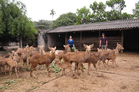La Nouvelle ruralité et l'établissement des chaînes de production ảnh 1 La Nouvelle ruralité et l'établissement des chaînes de production ảnh 1